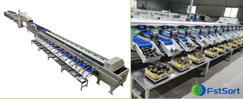 images/1685690667466avocado sorting machine.jpg
